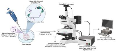 Understanding the diagnosis of catheter-related bloodstream infection: real-time monitoring of biofilm growth dynamics using time-lapse optical microscopy